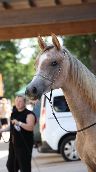 Vollblutaraberstute Psyche Sinderella, Maria , Horses For Sale, Ternberg, Image 2