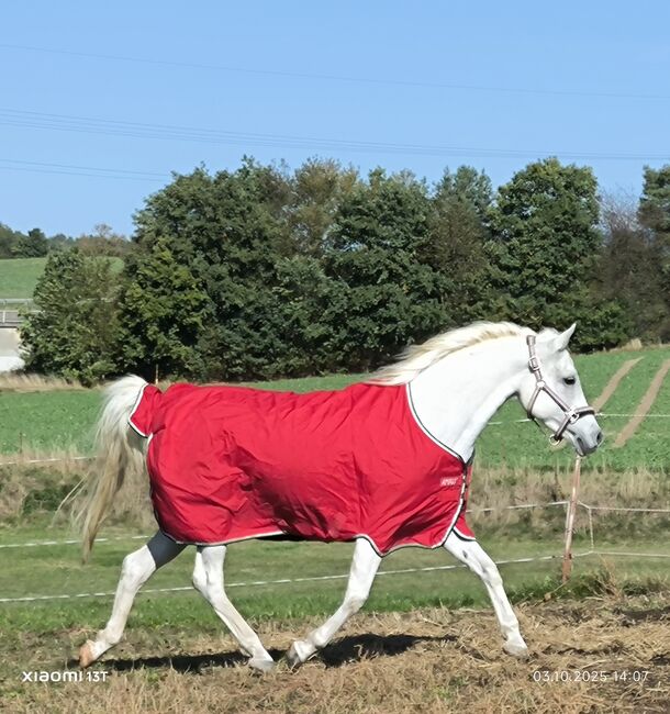 Vollblutaraberstute zu verkaufen!, Lange , Horses For Sale, Breitungen