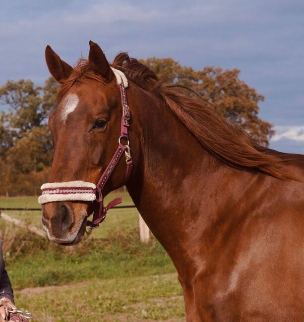 Vollblut Schönheit sucht ihr Glück, Pferdevermittlung Leus (Pferdevermittlung Leus ), Horses For Sale, Lassahn, Image 2