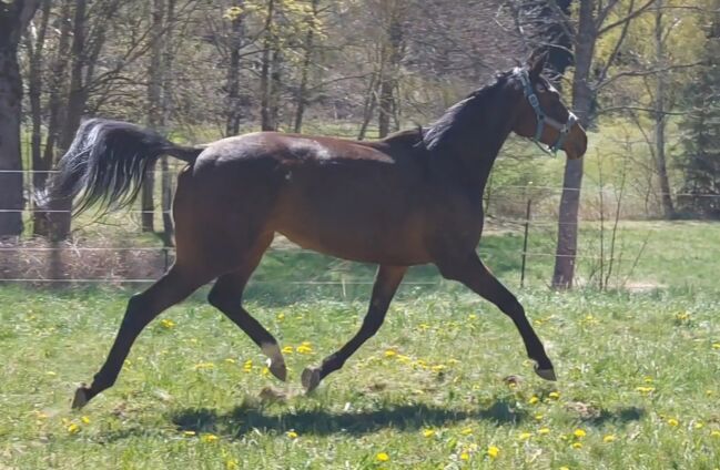 Vollblutstute 4 jährig - Beisteller/Freizeit, Barbara Würtz, Horses For Sale, Naila OT Culmitz
