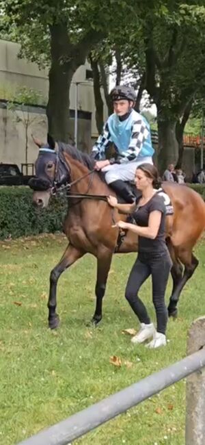 Vollblutstute zu verkaufen, Coco, Horses For Sale, Unterföhring , Image 2