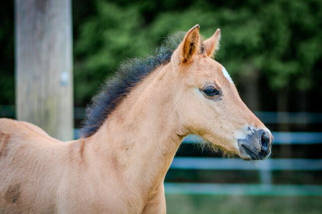 Foundation gezogenes, wunderschönes Quarter Horse Hengstfohlen, Kerstin Rehbehn (Pferdemarketing Ost), Horses For Sale, Nienburg, Image 6