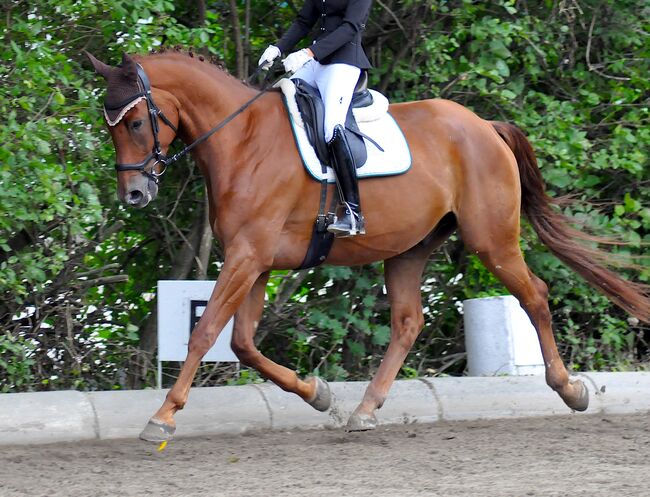 FUNtastischer Wallach, jaqueline , Horses For Sale, Stainingsdorf, Image 3