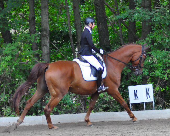 FUNtastischer Wallach, jaqueline , Horses For Sale, Stainingsdorf, Image 2