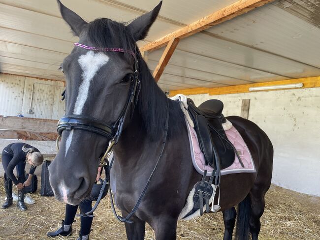 Furioso Stute sucht, Katrin Mayer , Horses For Sale, Kobenz , Image 3
