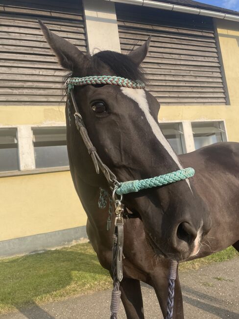 Furioso Stute sucht, Katrin Mayer , Horses For Sale, Kobenz , Image 2