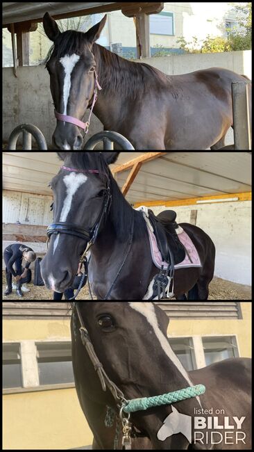 Furioso Stute sucht, Katrin Mayer , Horses For Sale, Kobenz , Image 4