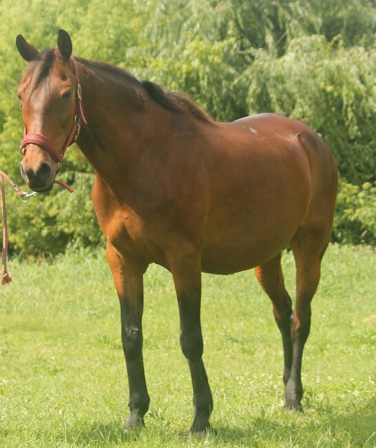 Furioso (Ungarisches Halbblut) Stute (Ungarn), Daphne Goedee , Horses For Sale, Medina , Image 7