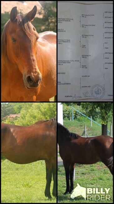 Furioso (Ungarisches Halbblut) Stute (Ungarn), Daphne Goedee , Horses For Sale, Medina , Image 10
