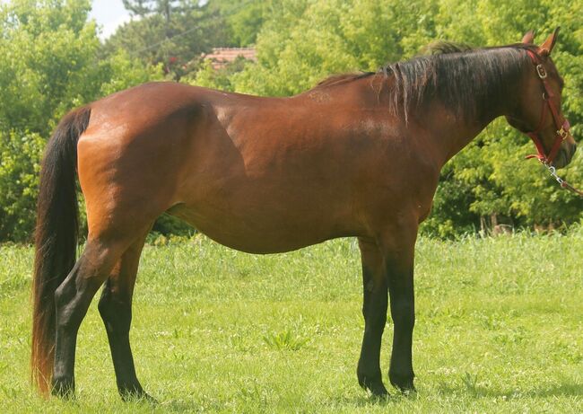 Furioso (Ungarisches Halbblut) Stute (Ungarn), Daphne Goedee , Horses For Sale, Medina , Image 3