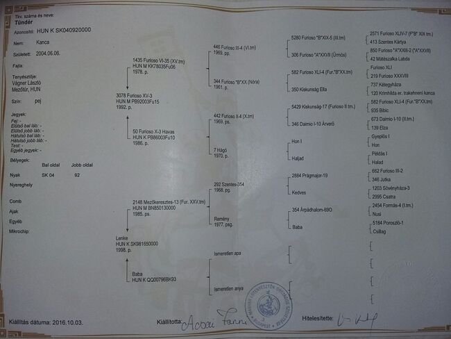 Furioso (Ungarisches Halbblut) Stute (Ungarn), Daphne Goedee , Konie na sprzedaż, Medina , Image 2