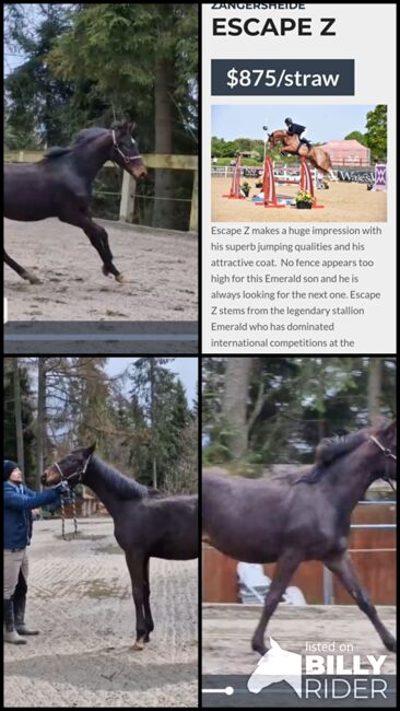 Zukünftiger Wallach von Escape Z/Emerald, Rafal, Horses For Sale, Nowy Targ, Image 5