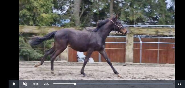 Zukünftiger Wallach von Escape Z/Emerald, Rafal, Horses For Sale, Nowy Targ, Image 3