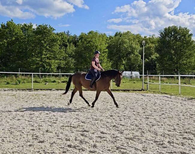 Przyszłościowa klacz do sportu / dla amatora, Kinga, Horses For Sale, Czestochowa , Image 3