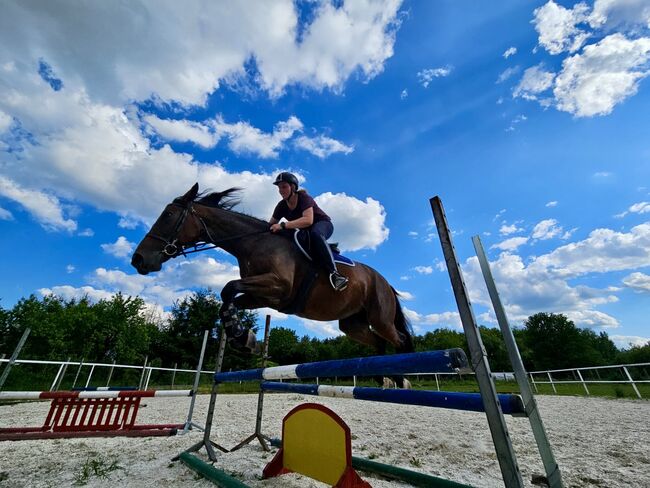 Przyszłościowa klacz do sportu / dla amatora, Kinga, Horses For Sale, Czestochowa , Image 6