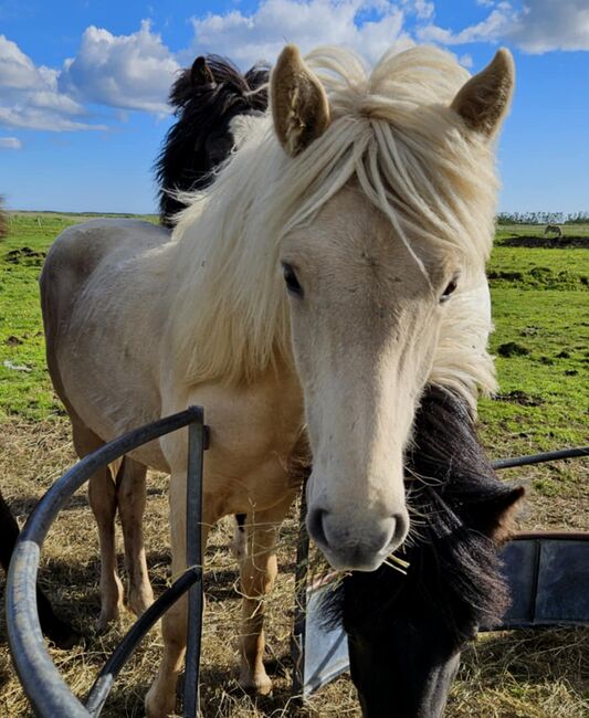 Zukünftiger Partner für die Freizeit, Islandpferde-aus-Island, Horses For Sale, Südisland