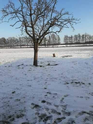 Vierseitenhof, Bauernhof, Resthof für Pferdehaltung/Tierhaltung, Sonja Knollenberg, Equestrian Properties, Walternienburg, Image 12