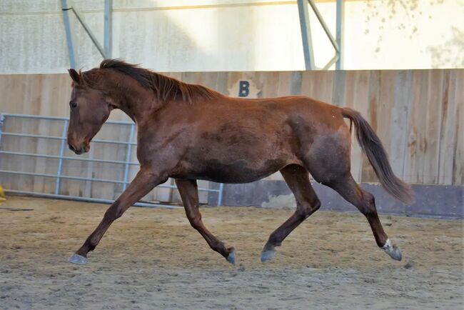 Ganggewaltige 4 jährige Fuchsstute, Brit Fanta , Horses For Sale, Eggmayr