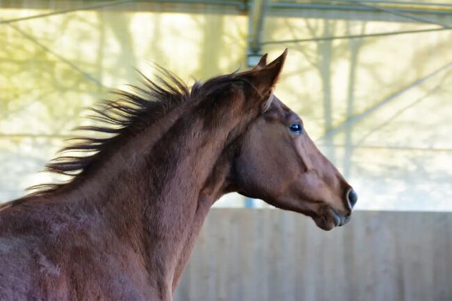 Ganggewaltige 4 jährige Fuchsstute, Brit Fanta , Horses For Sale, Eggmayr, Image 3