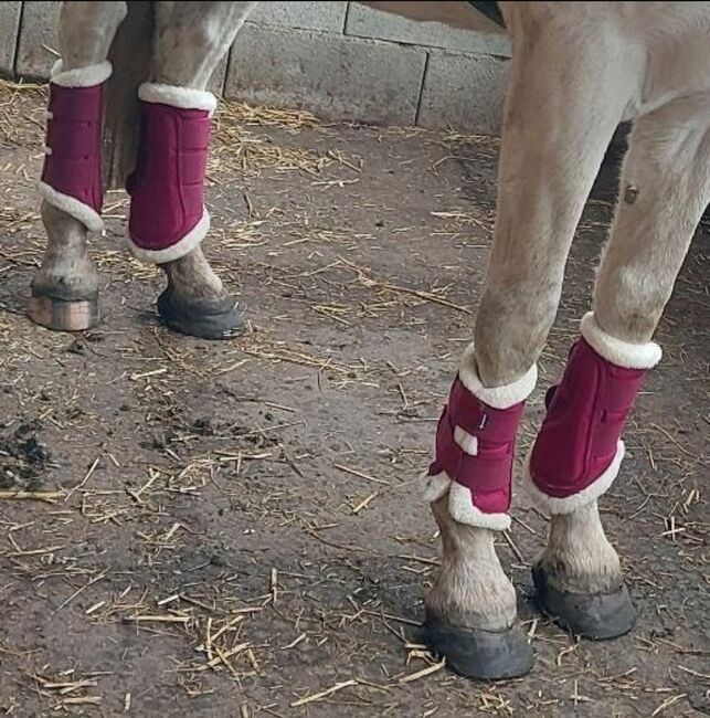 Gamaschen teddyflecce, Powerhorse, Tendon Boots, Ziemetshausen, Image 2