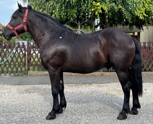 Hübscher Kaltblut Mix, Veni Eger, Horses For Sale, Nickelsdorf