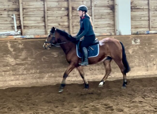 Hübsches Endmasspony! ♥️🐴🥕🙏, Pferdeglück (Pferdeglück GmbH), Horses For Sale, Pelmberg, Image 2