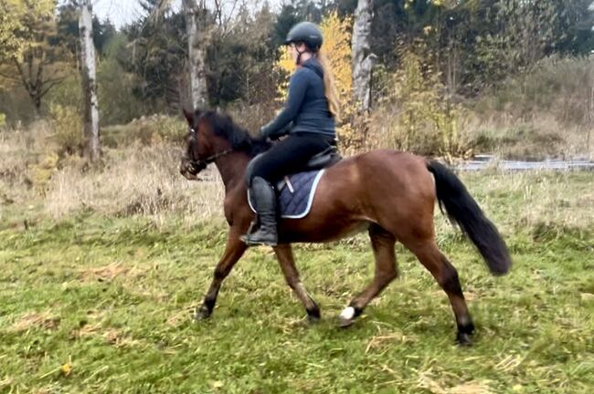 Hübsches Endmasspony! ♥️🐴🥕🙏, Pferdeglück (Pferdeglück GmbH), Horses For Sale, Pelmberg, Image 3