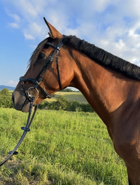 Hübscher Sport Andalusier, Lena , Horses For Sale, Rheinfelden, Image 3