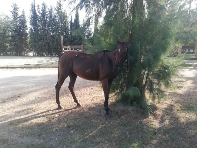 Ganz brave Vollblutstute, Klarina, Horses For Sale, Los Angeles, Image 3