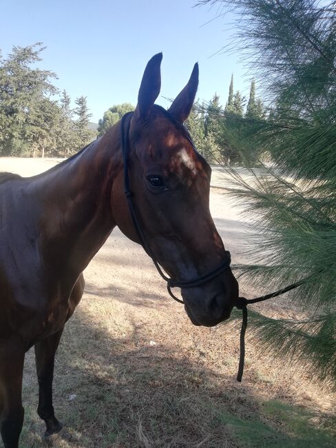 Ganz brave Vollblutstute, Klarina, Horses For Sale, Los Angeles, Image 4