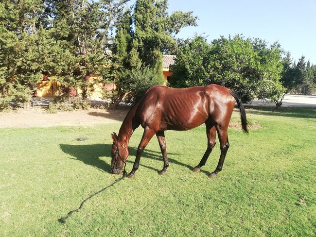 Ganz brave Vollblutstute, Klarina, Horses For Sale, Los Angeles, Image 2