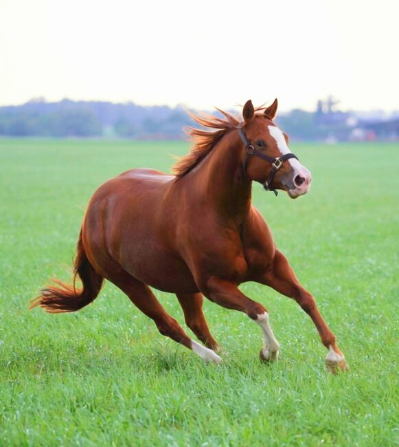 Ganz liebe, verschmuste Quarter Horse Stute, Kerstin Rehbehn (Pferdemarketing Ost), Pferd kaufen, Nienburg, Abbildung 11