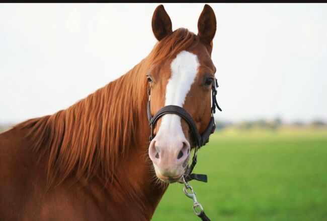 Ganz liebe, verschmuste Quarter Horse Stute, Kerstin Rehbehn (Pferdemarketing Ost), Pferd kaufen, Nienburg, Abbildung 8