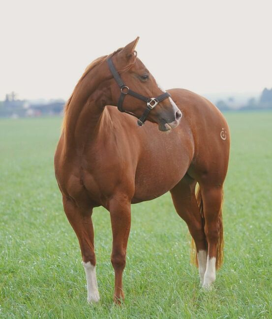 Ganz liebe, verschmuste Quarter Horse Stute, Kerstin Rehbehn (Pferdemarketing Ost), Pferd kaufen, Nienburg, Abbildung 7