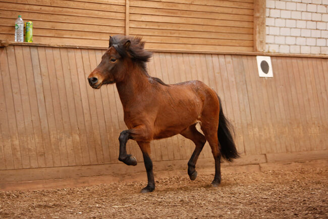 Gáskadís vom Wiedischenland, Jutta Döring, Horses For Sale, Rüscheid