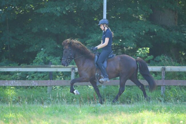 Cooler Fünfgänger zu verkaufen 💫, Tanja, Horses For Sale, Großhansdorf , Image 3