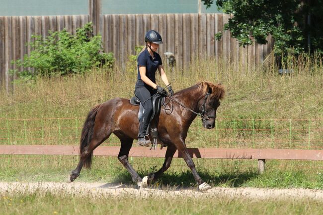 Cooler Fünfgänger zu verkaufen 💫, Tanja, Horses For Sale, Großhansdorf , Image 2