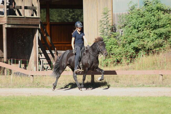 Cooler Fünfgänger zu verkaufen 💫, Tanja, Horses For Sale, Großhansdorf , Image 6