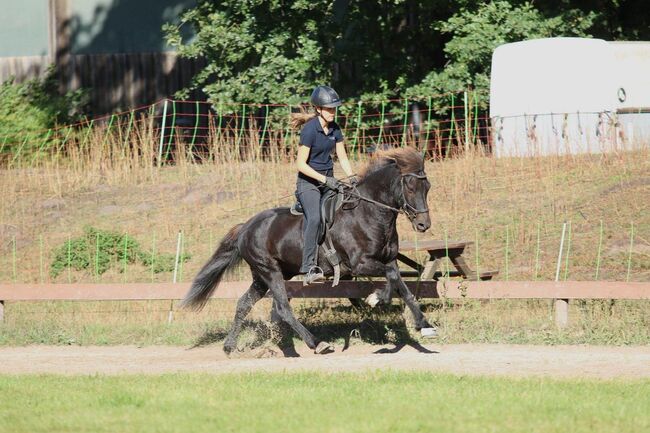 Cooler Fünfgänger zu verkaufen 💫, Tanja, Horses For Sale, Großhansdorf , Image 5