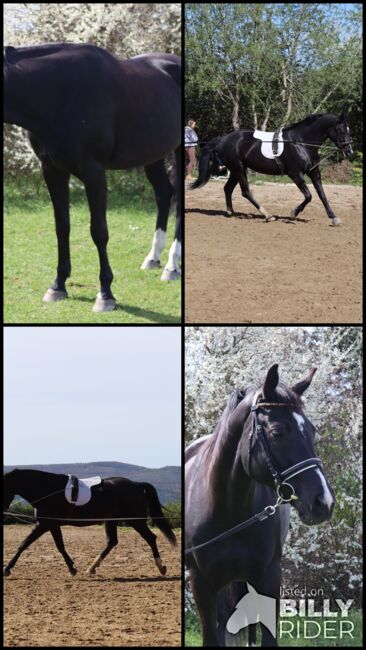gehobenes Freizeitpferd, Lea, Pferd kaufen, Leobendorf, Abbildung 6