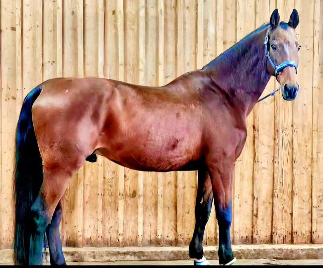 Gehobenes Freizeitpferd Wallach, Monika , Pferd kaufen, Pleckhausen