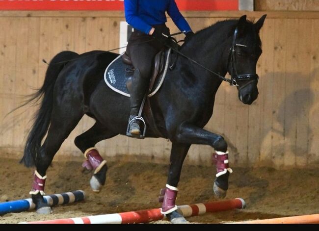 Gehobenes Freizeitpony, Ilka Klüver, Pferd kaufen, Sieversdorf, Abbildung 4