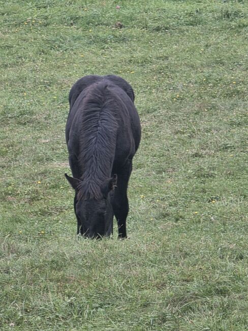 Gechilltes Noriker Hengstfohlen, Ingrid Wind , Horses For Sale, Krakau , Image 3