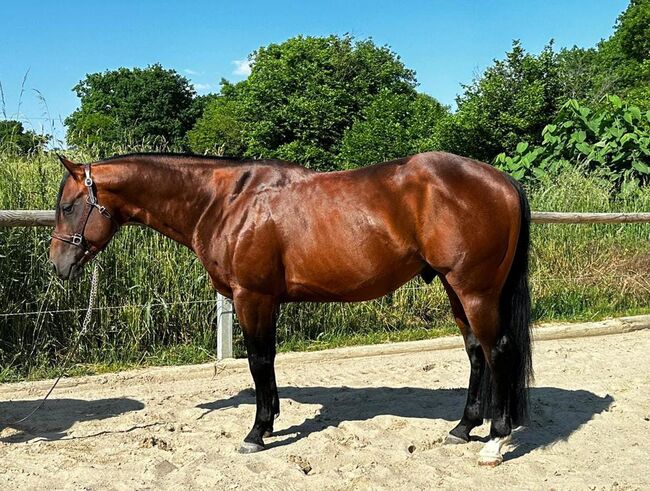 Gekörter, bildhübscher Paint Horse Hengst, Kerstin Rehbehn (Pferdemarketing Ost), Pferd kaufen, Nienburg