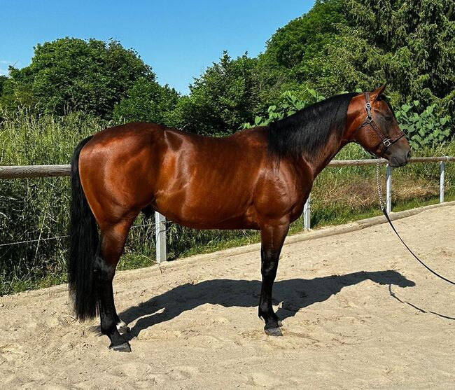 Gekörter, bildhübscher Paint Horse Hengst, Kerstin Rehbehn (Pferdemarketing Ost), Pferd kaufen, Nienburg, Abbildung 8