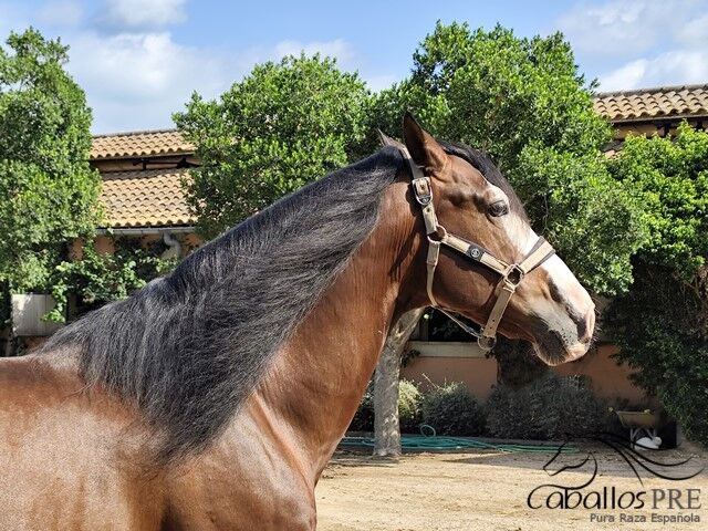 Gekörter PRE Hengst -ca. 1.68 m - toller Partner für Gelände - Freizeit oder für die Zucht, Thomas Adams (Caballos PRE), Pferd kaufen, Bell, Abbildung 2