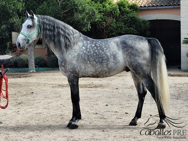 Gekörter PRE Hengst - ca. 1.70 m - Juglar XXVI - direkt vom Züchter, Thomas Adams (Caballos PRE), Pferd kaufen, Bell