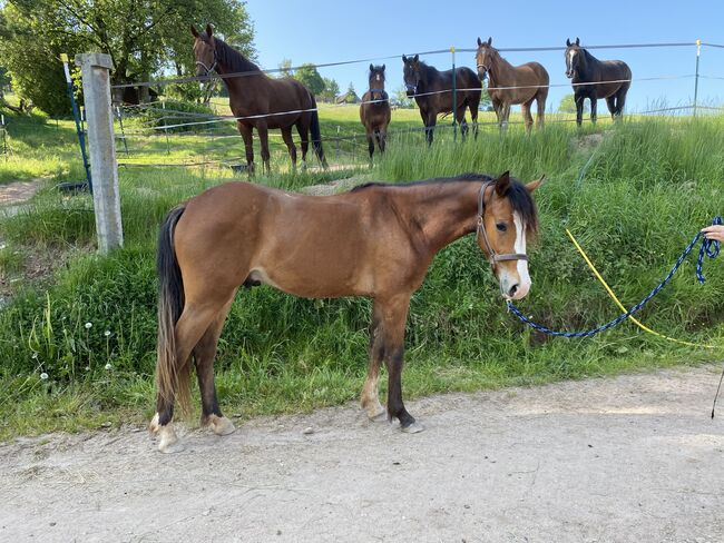 Wallach, 2 Jahre, Julia, Horses For Sale, Erbach, Image 4