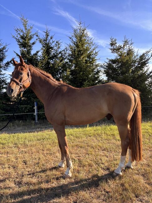 Wallach, 6 jährig, Dressur, Freizeit, Voltigieren, Isabell Rückert, Horses For Sale, Gardelegen, Image 2