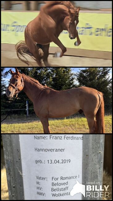 Wallach, 6 jährig, Dressur, Freizeit, Voltigieren, Isabell Rückert, Horses For Sale, Gardelegen, Image 4